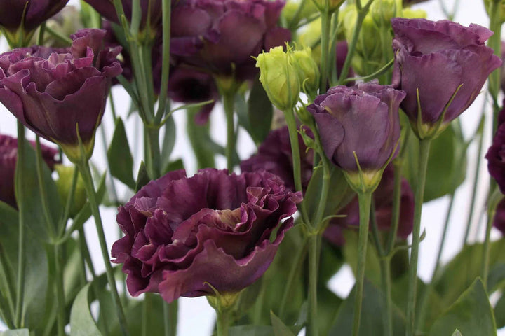 Lisianthus Roseanne flower seeds