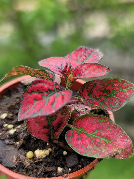 Red Hypoestes flower seeds