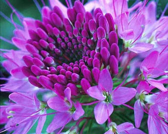 Lavender Sparkler flower seeds
