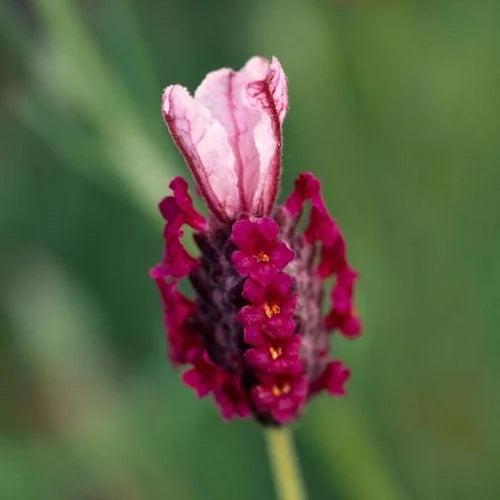 Red Lavender flower seeds