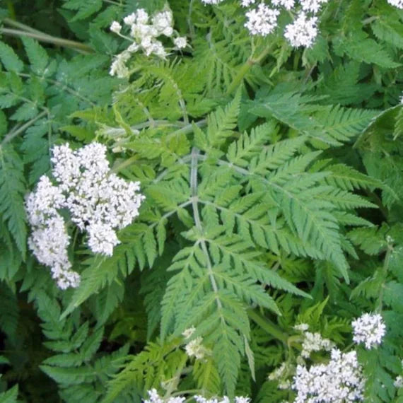 Cicely Myrrhis flower seeds
