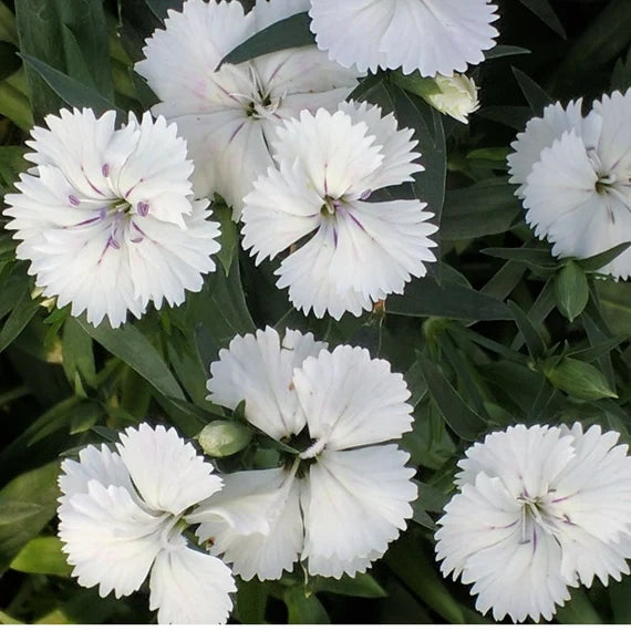 White Dianthus flower seeds