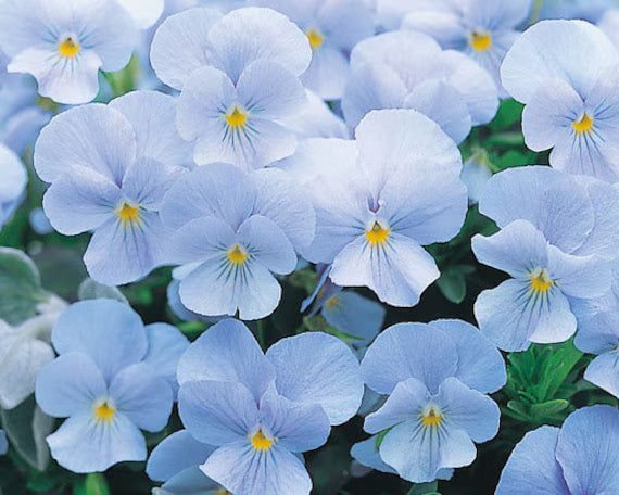 Light Blue flower seeds