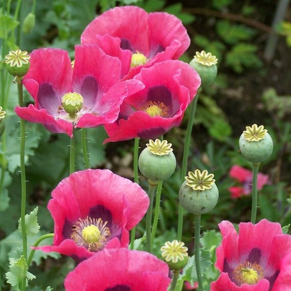 Pepperbox flower seeds