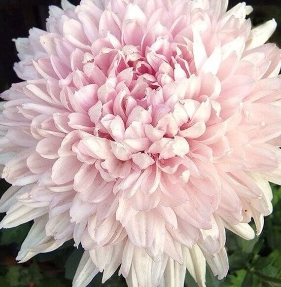 Pink White chrysanthemum plant