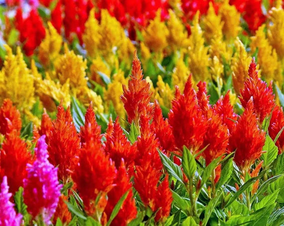 Plumed flower seeds