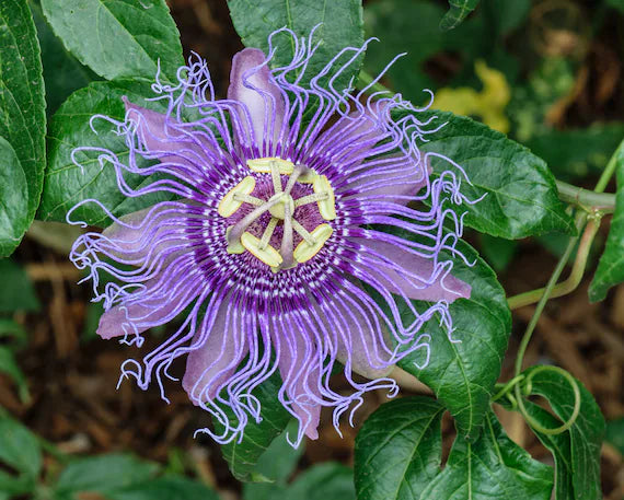 Purple Passiflora flower seeds