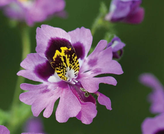 Butterfly Orchid flower seeds