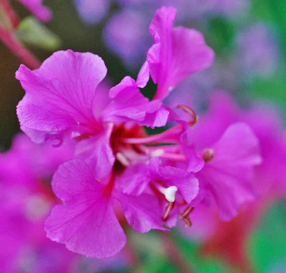 Purple Elegant flower seeds