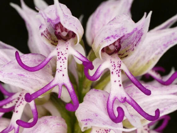 Orchid Man flower seeds