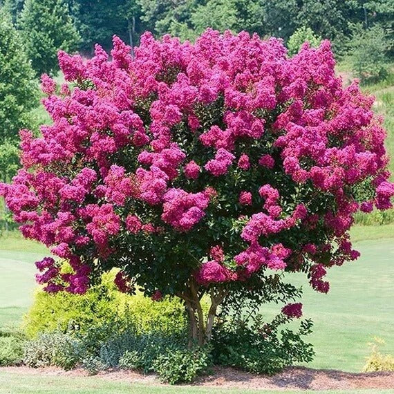 Myrtle Lagerstroemia speciosa plant