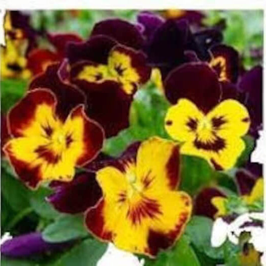 Brown Yellow Pansy plant