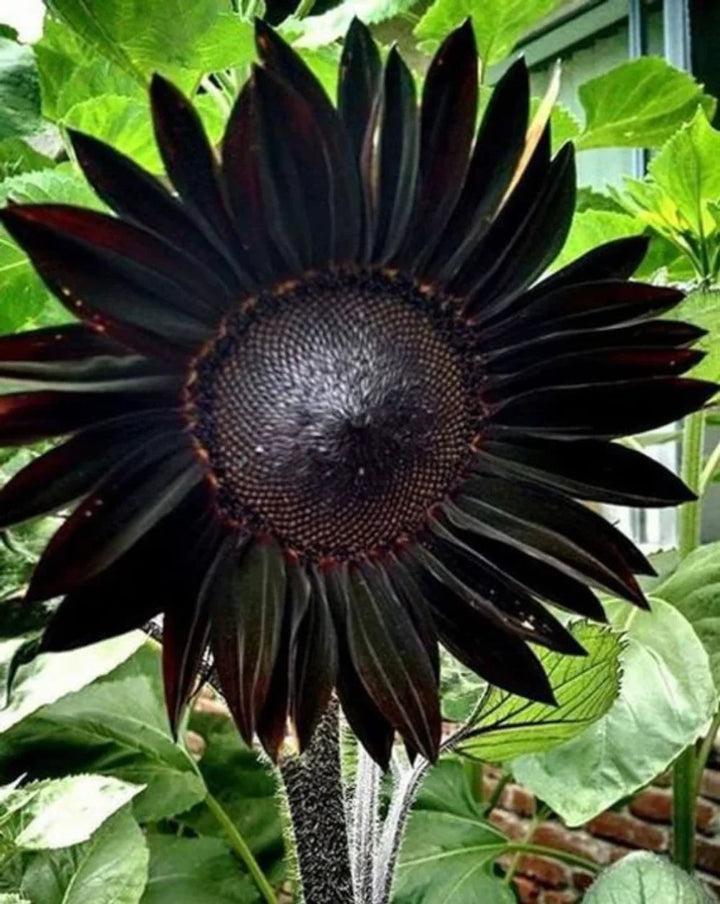 Black Giant flower seeds