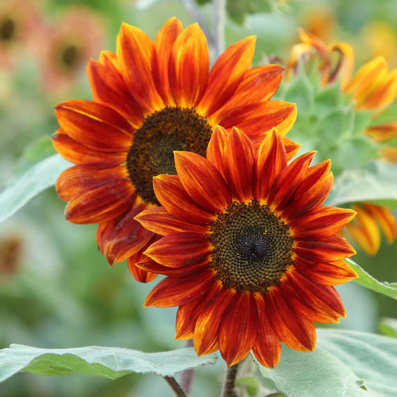 Orange Sunflower flower seeds