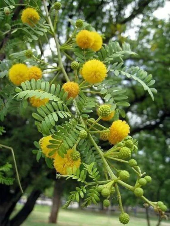 Acacia Baileyana flower seeds