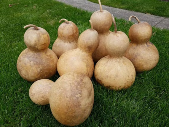 Bottle Gourd Seeds