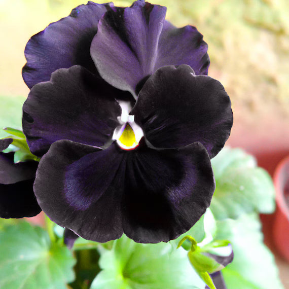 Black Viola Flower Seeds for Planting – Heirloom Non-GMO Garden Seeds