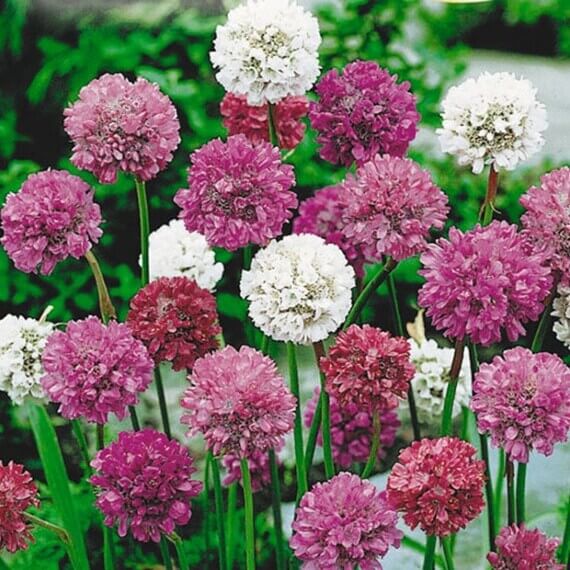 Blooms Mix Armeria plant