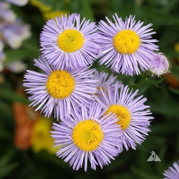 Purple Yellow flower seeds