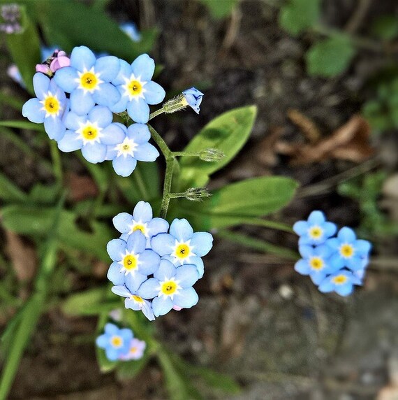 Cynoglossum flower seeds