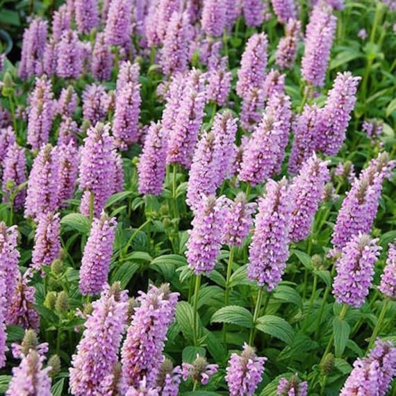 Nepeta Parnassica flower seeds