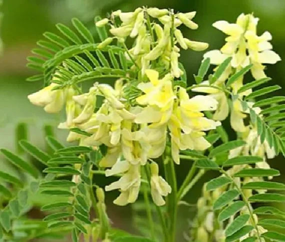 Yellow Astragalus flower seeds