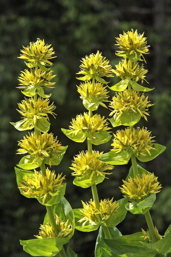Yellow Gentian flower seeds
