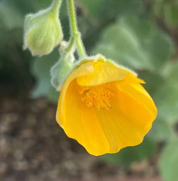 Bala Country Mallow plant