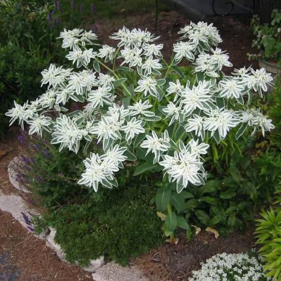 Euphorbia Early flower seeds