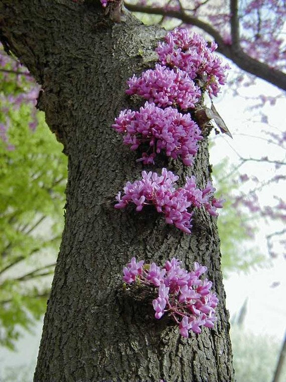 Graines de gainier rose – Graines anciennes sans OGM et résistantes à la sécheresse pour plantation