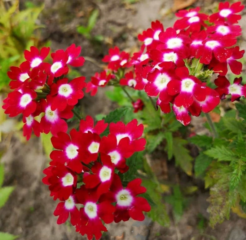 Red Verbena flower seeds