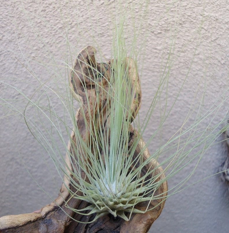 Tillandsia Fuchsii Flower Seeds for Planting – Heirloom Non-GMO Garden Seeds