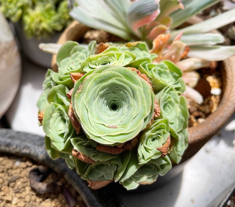 Greenovia flower seeds