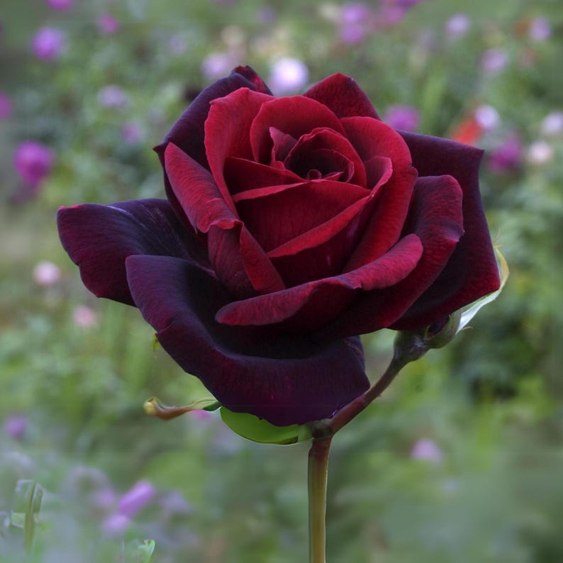 Black And flower seeds