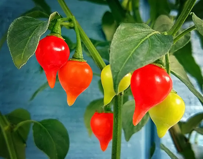Chupetinha Pepper Seeds for Planting – Heirloom Non-GMO Garden Seeds