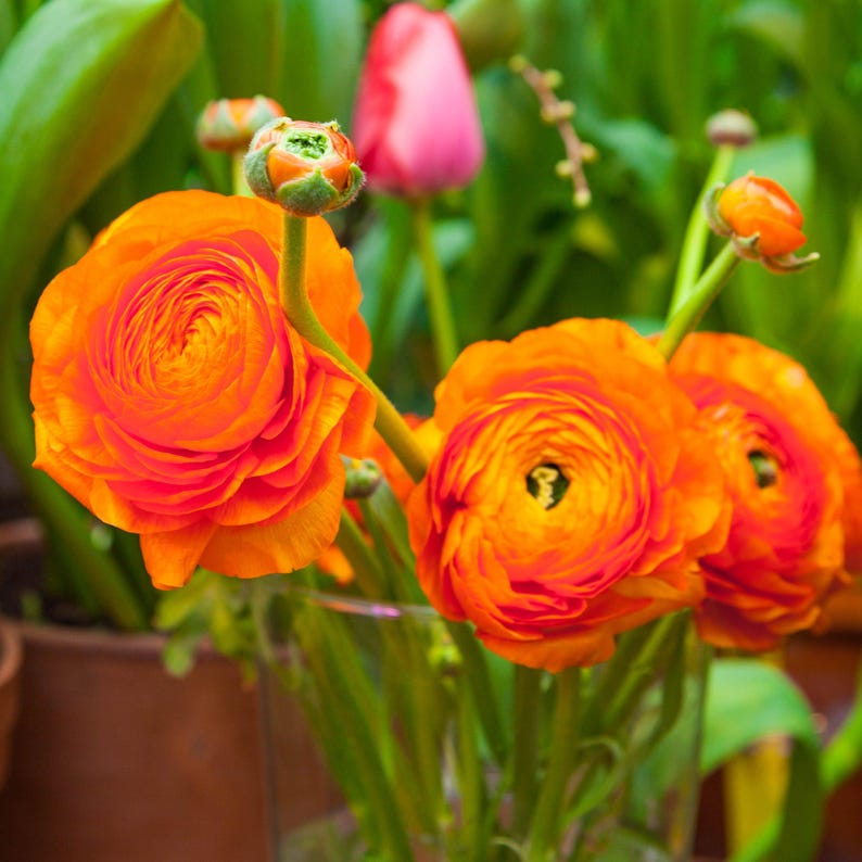 Persian Buttercup flower seeds