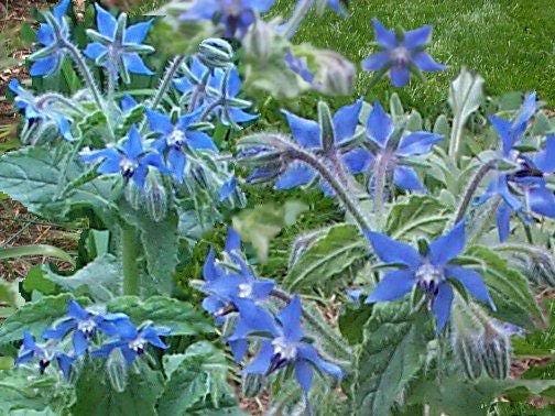 Blue Star Borage Herb Seeds for Planting – Heirloom Non-GMO Garden Seeds