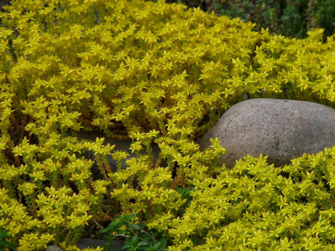 Sedum Golden flower seeds