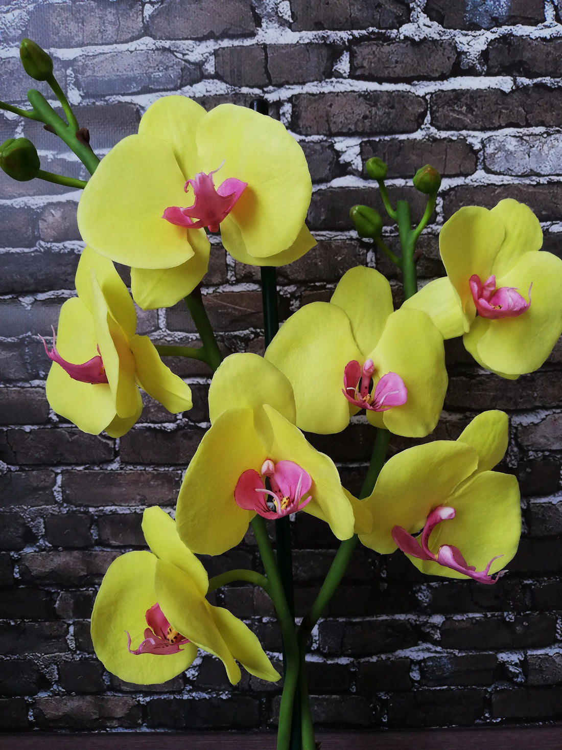 Orchid Phalaenopsis flower seeds