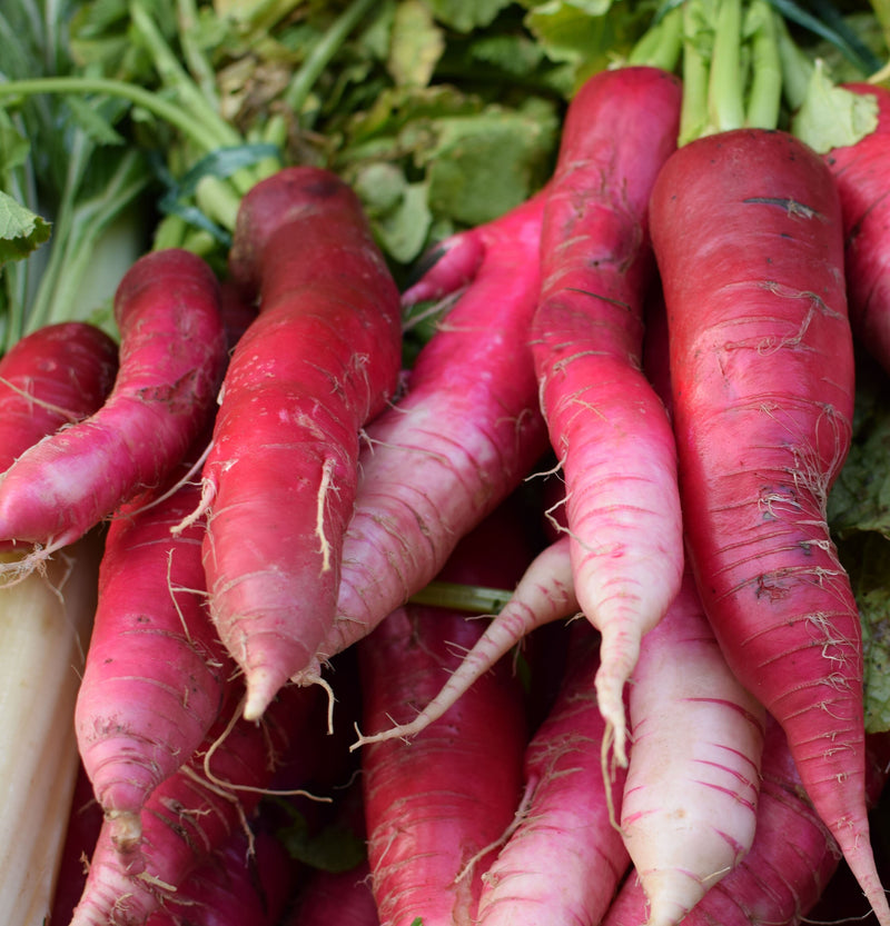 China Rose Radish Vegetable Seeds for Planting – Heirloom Non-GMO Garden Seeds