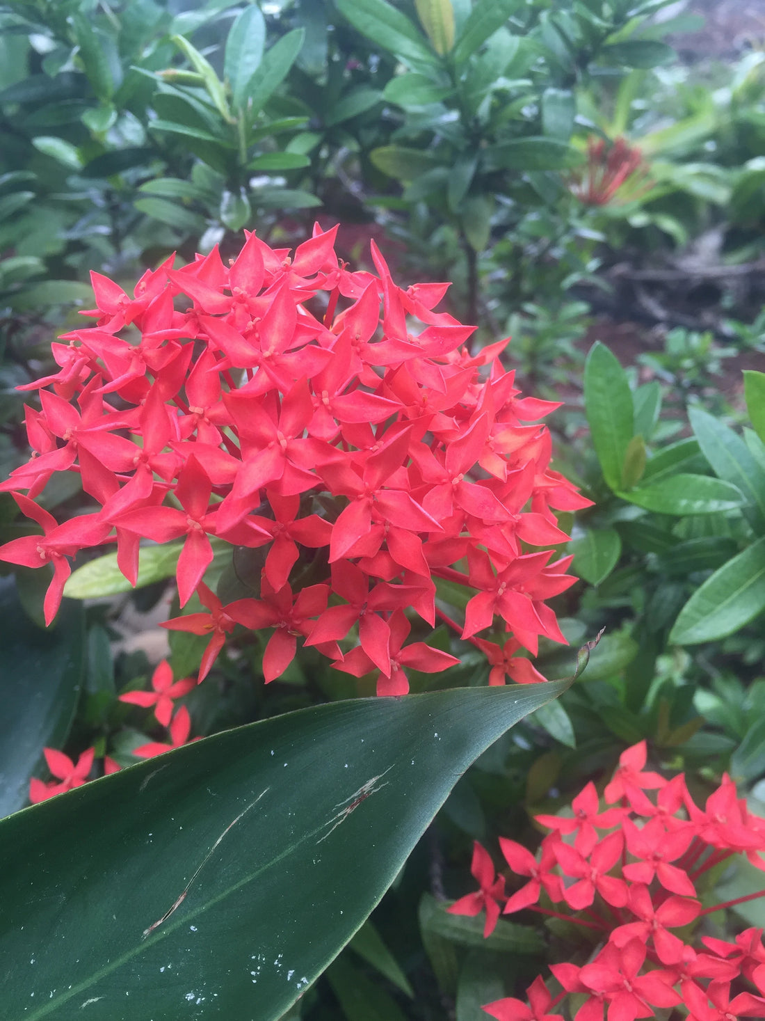 Enana Roja flower seeds