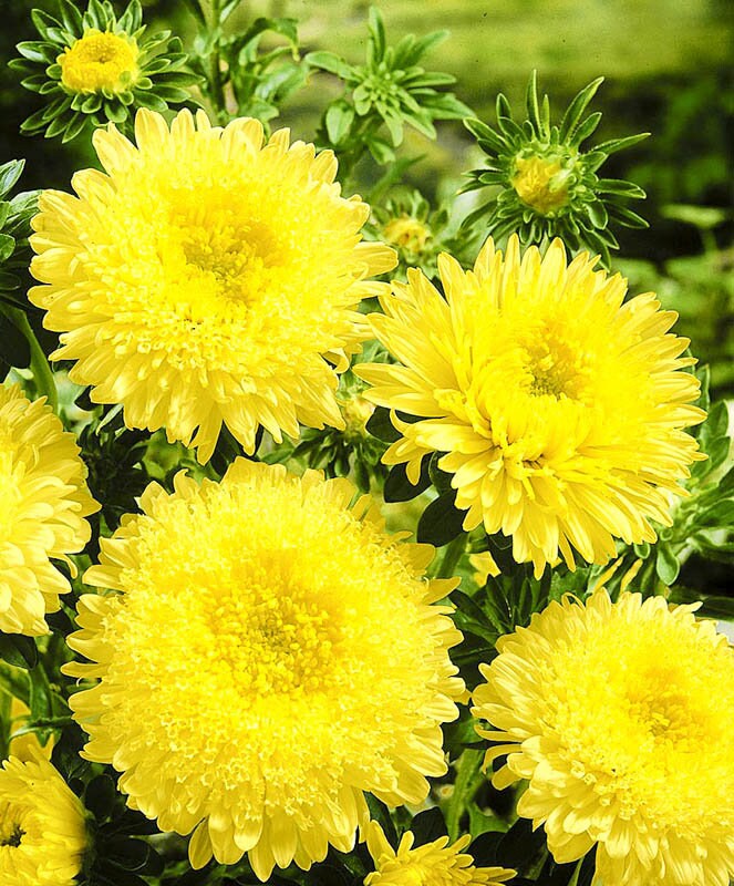 Dark Yellow flower seeds