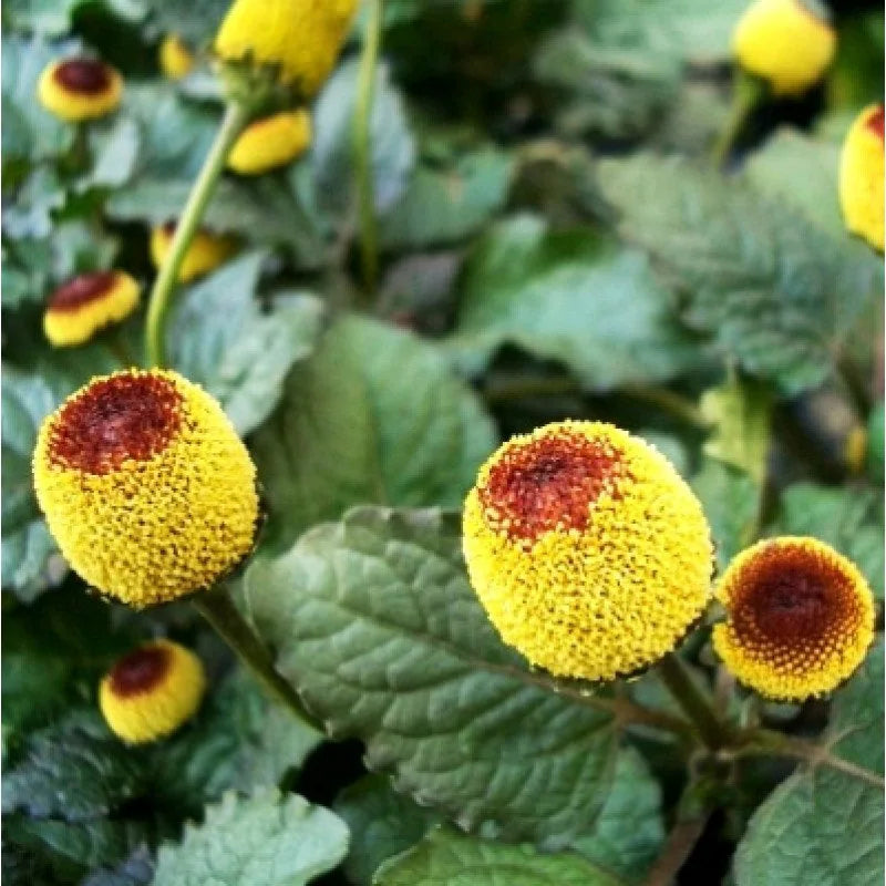 Paracress Flower Seeds for Planting – Heirloom Non-GMO Garden Seeds