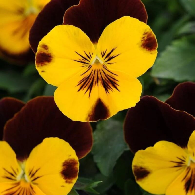 Red Yellow Pansy plant