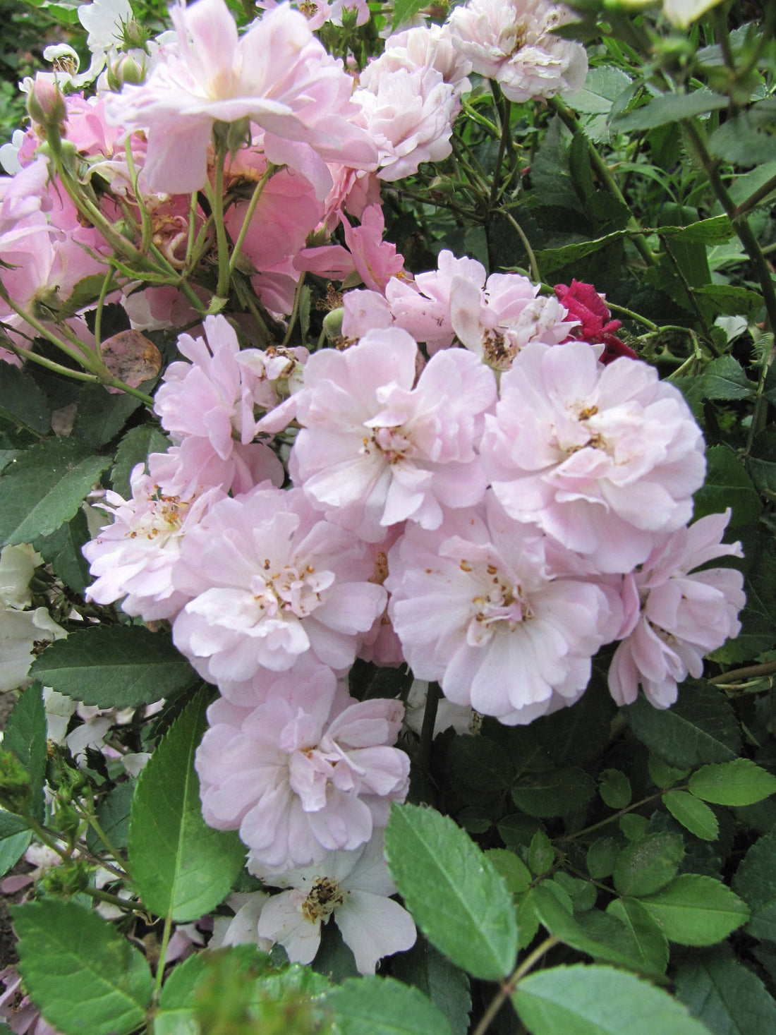 Pink Polyantha flower seeds
