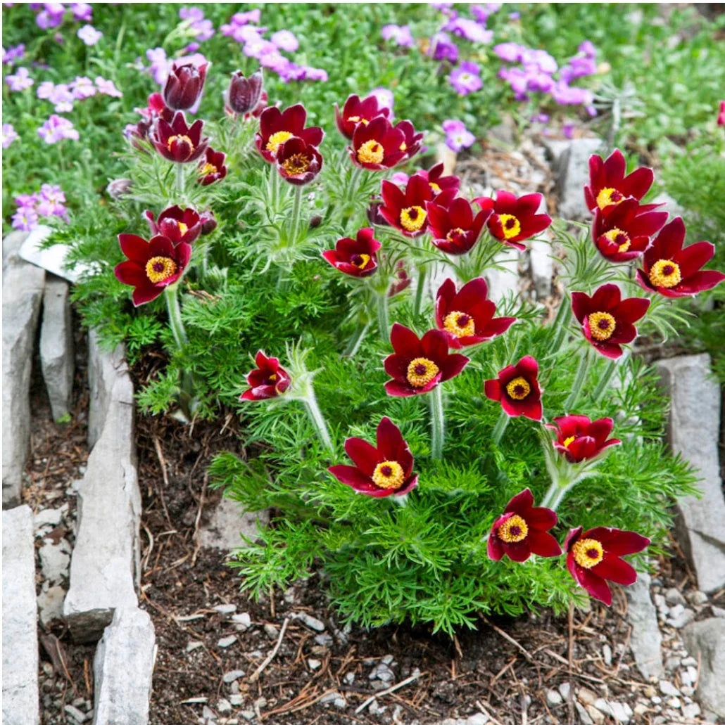 Red Anemone flower seeds