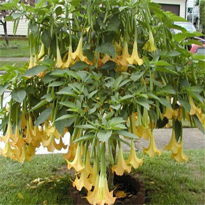 Engelstrompete flower seeds