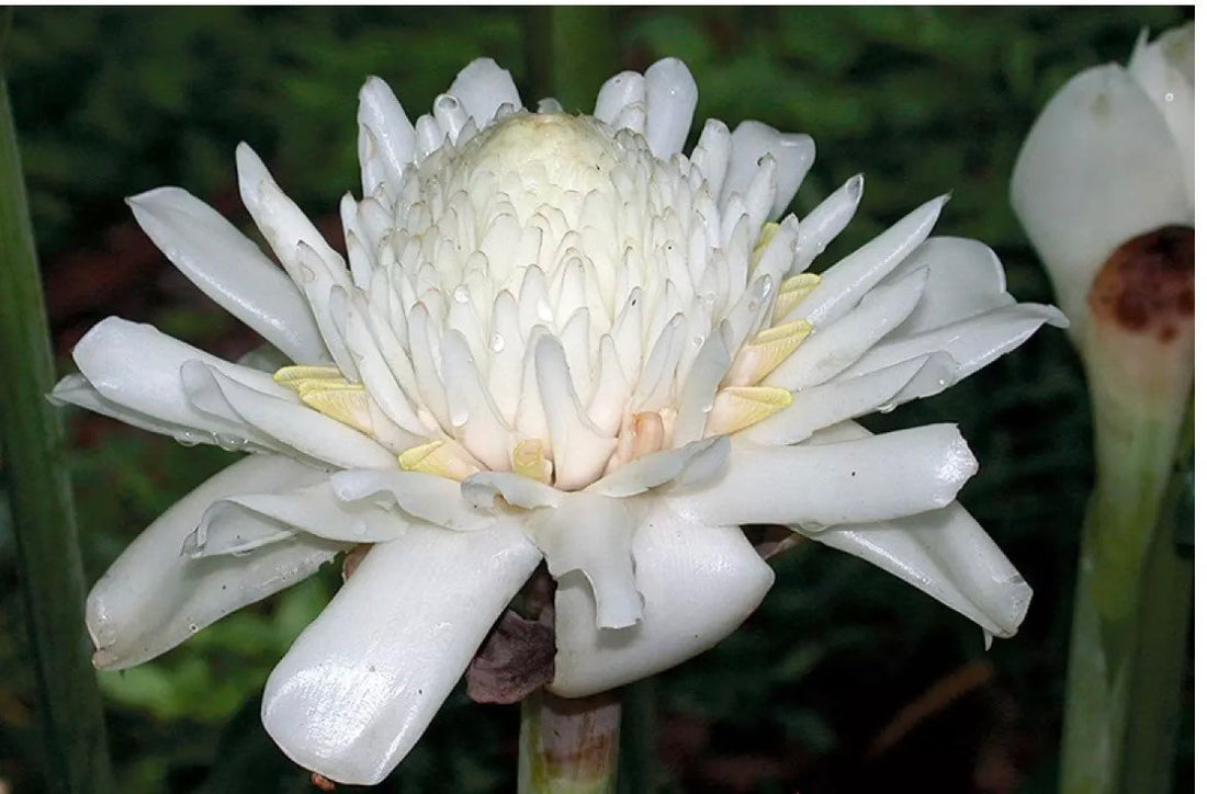 White Etlingera flower seeds