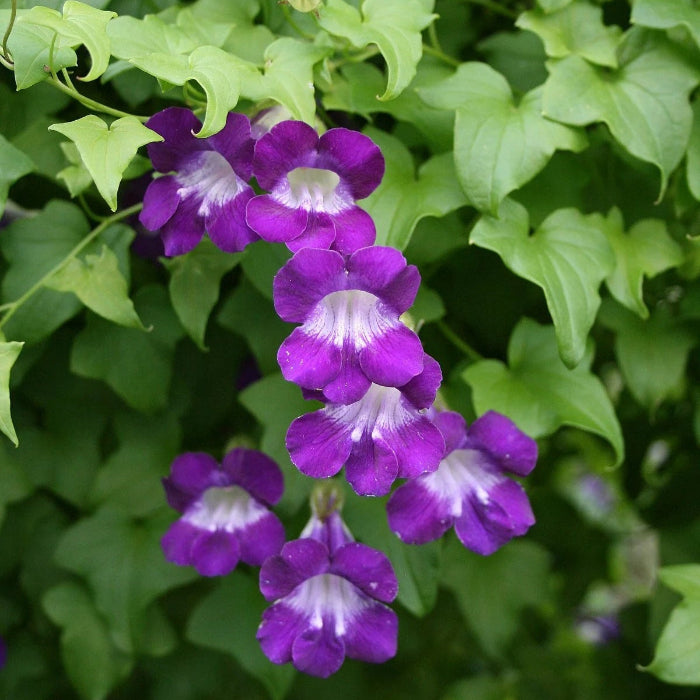 Climbing Snapdragon plant
