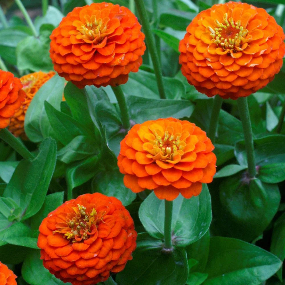 Light Orange flower seeds